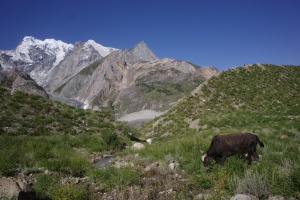 14.08.2024 Yak