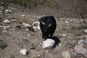 14.08.2024 Yak