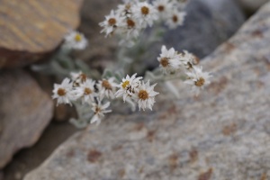 15.08.2024 Immortelle de l'Himalaya