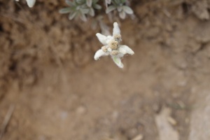 15.08.2024 Edelweiss