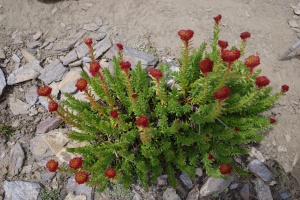 17.08.2024 Rhodiole