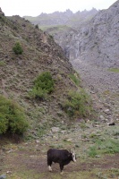 29.08.2024 Yak